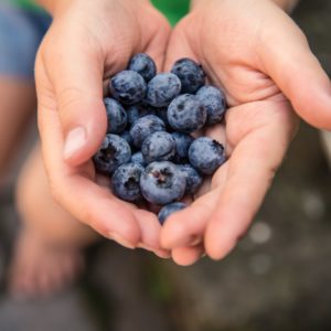 Čerstvé tmavomodré čučoriedky v miske pripravené na predaj