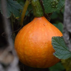 Hokkaido tekvica