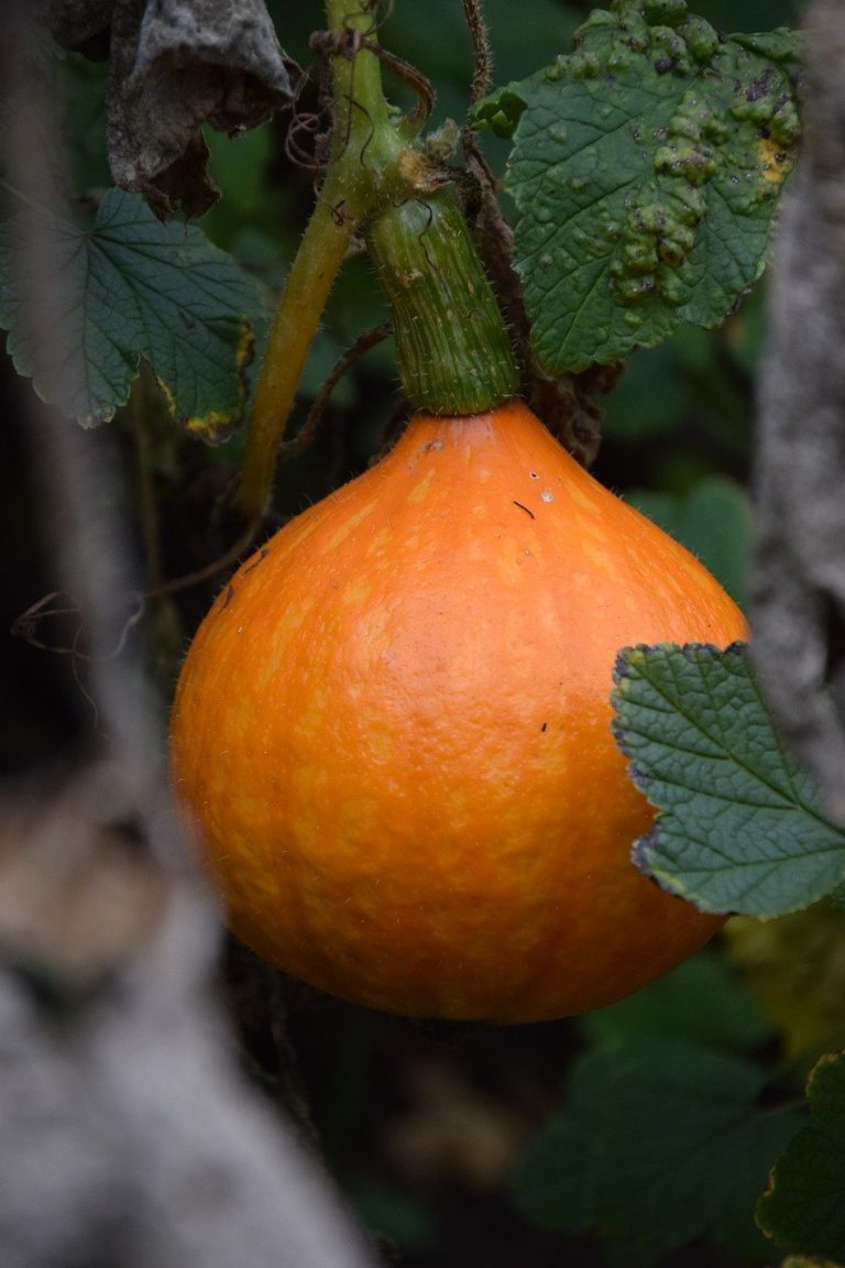 Hokkaido tekvica